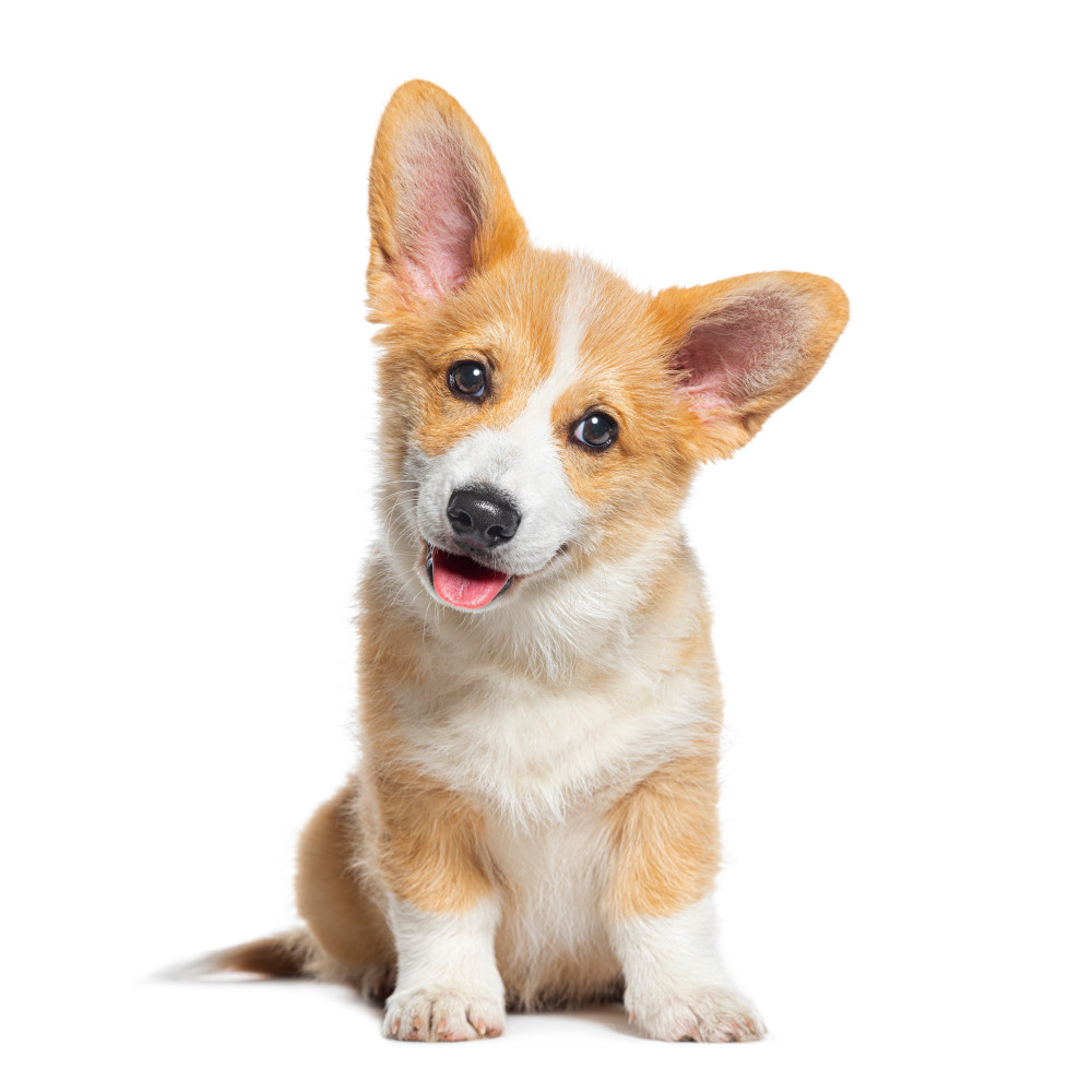 Watch ASMR Mukbang: Corgi Eats Raw Meal 