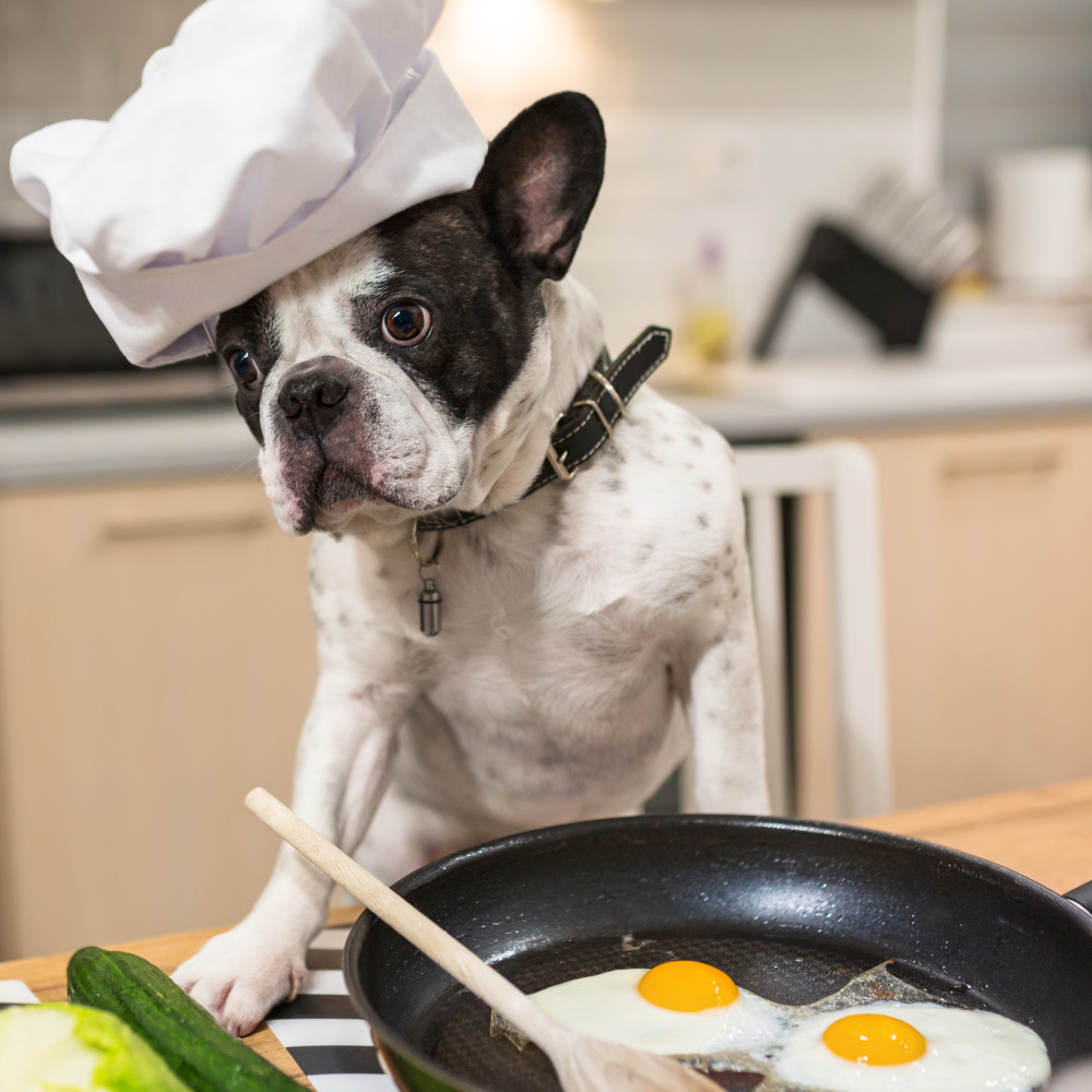 Watch Feeding Your Dog a Gourmet Dinner