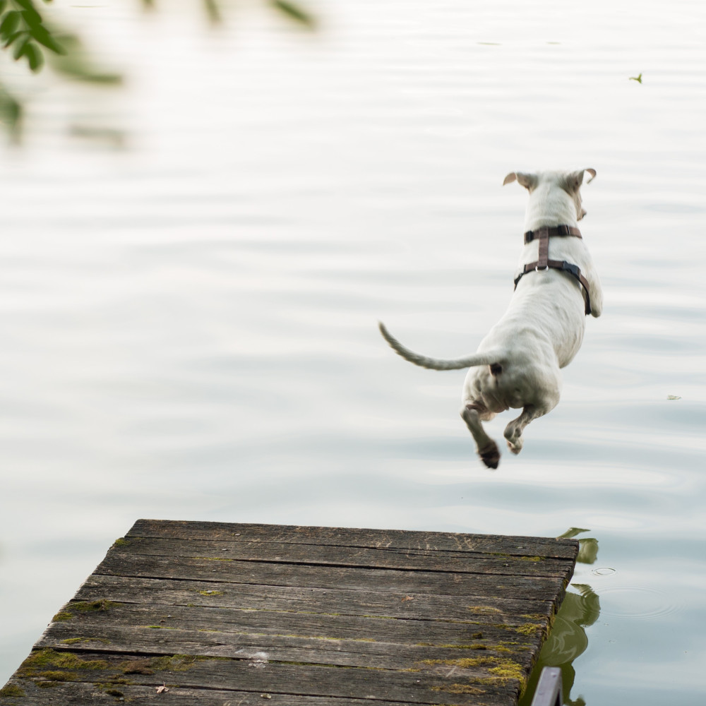 Watch Problem Solving Your Dog's Issues with Dock Diving