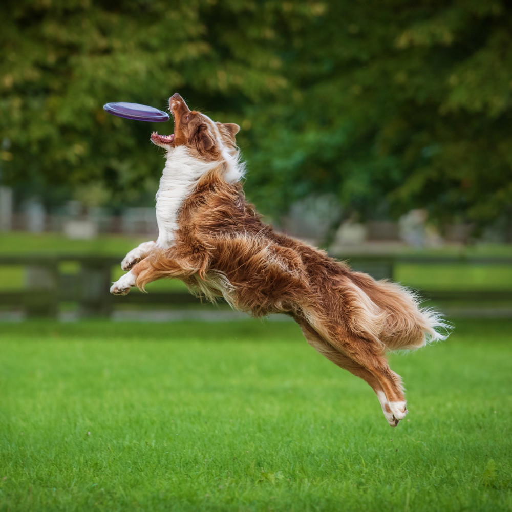 Watch How to Teach Your Dog to Play Frisbee