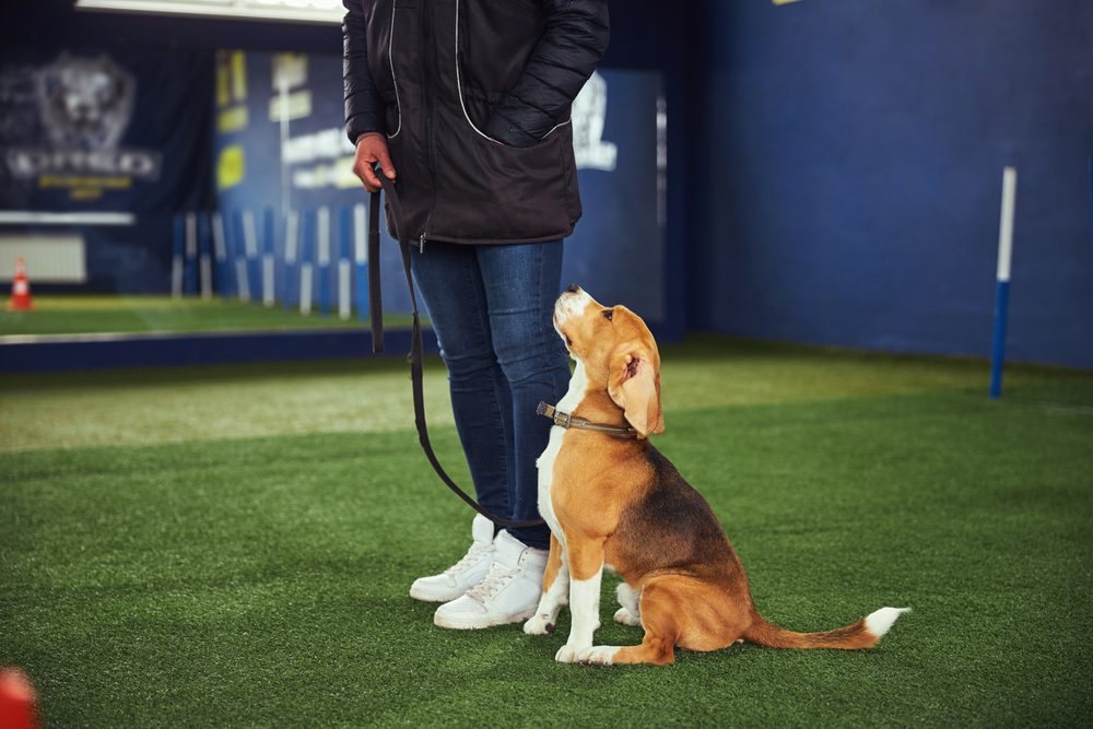 beagle in obedience training