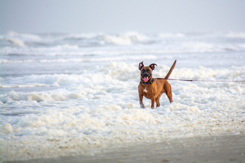 Brown boxer dog runs in ocean waves