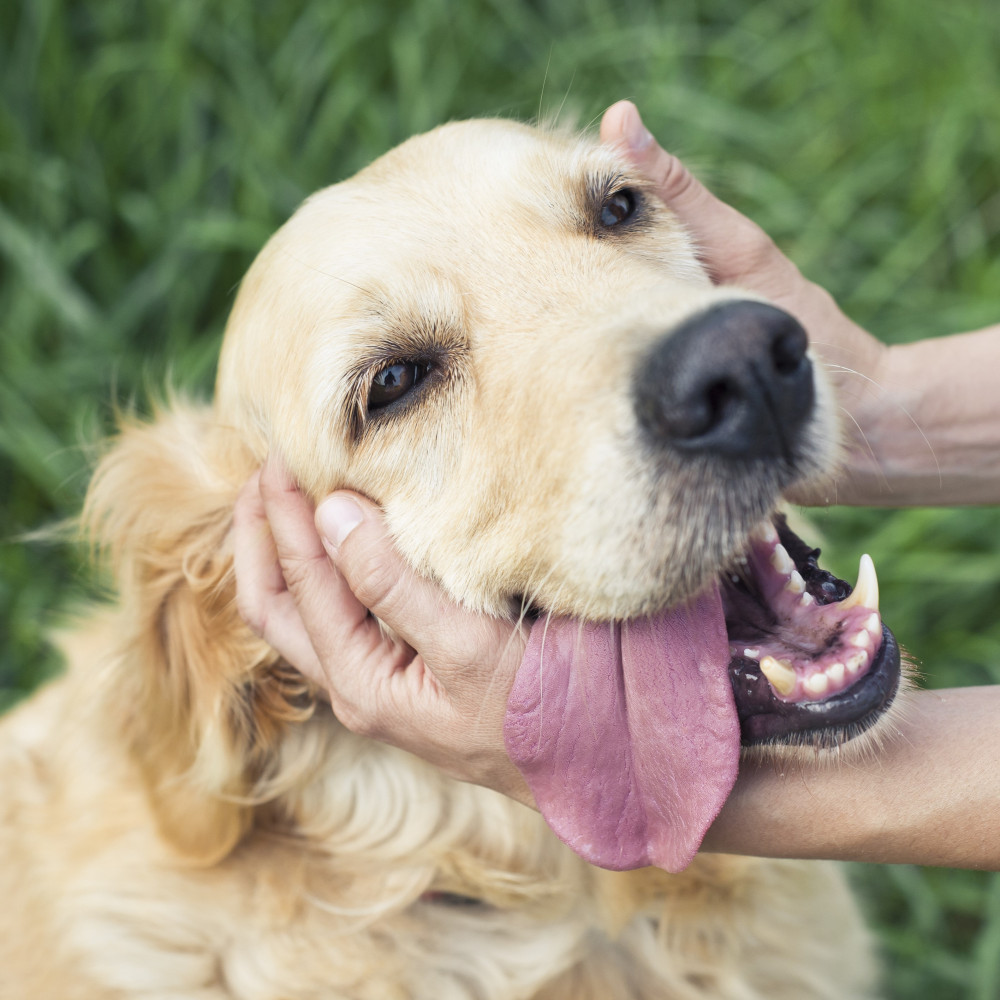 Watch 5 Strategies for Petting Your Dog