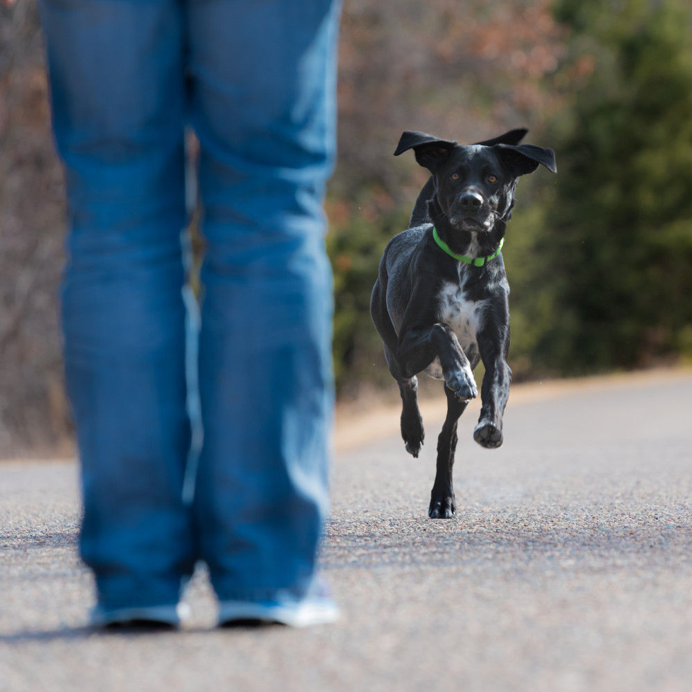 Watch Easy Trick for Teaching Your Dog to Come When Called from Distance