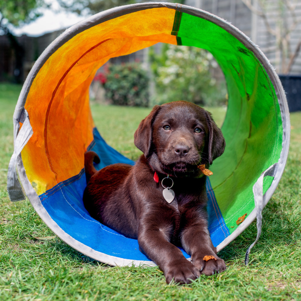 Watch Train Your Dog to Perform the "Tunnel" Agility Exercise