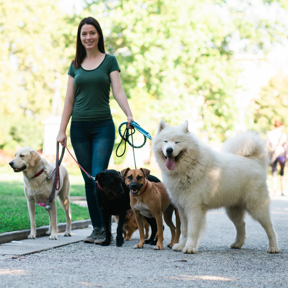 Watch Finding and Choosing the Right Pet Sitter