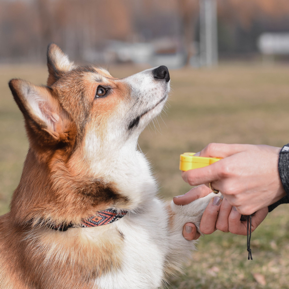 Watch Tips for Training Your Dog Using Positive Reinforcement Methods