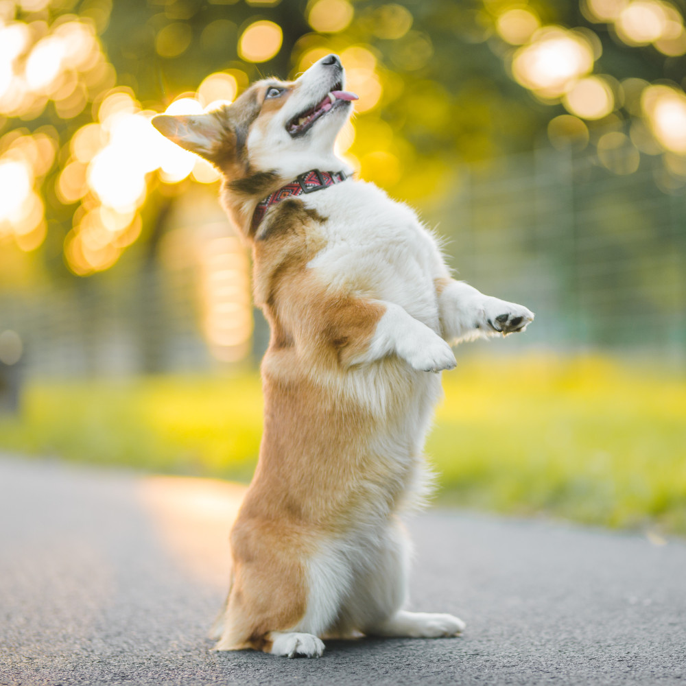 Watch 5 Easy Dog Tricks to Impress Your Friends