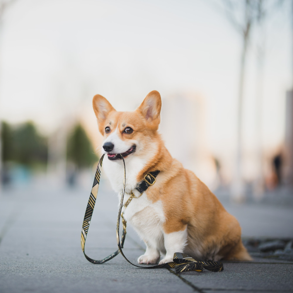 Watch Speed Up Your Dog's Training Progress with Leash Pressure