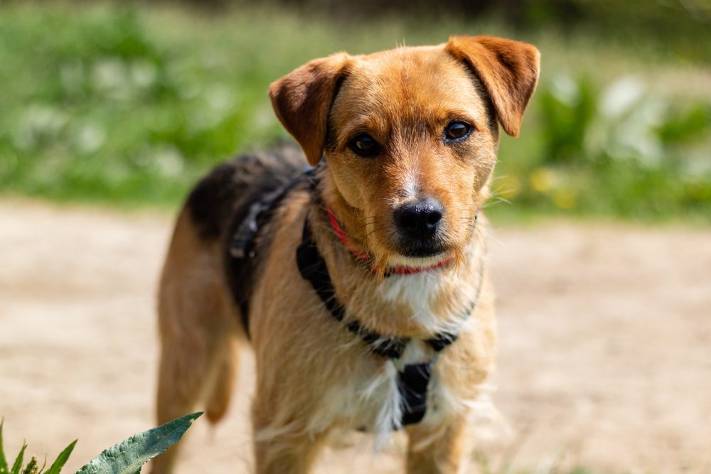 close up of patterdale terrier