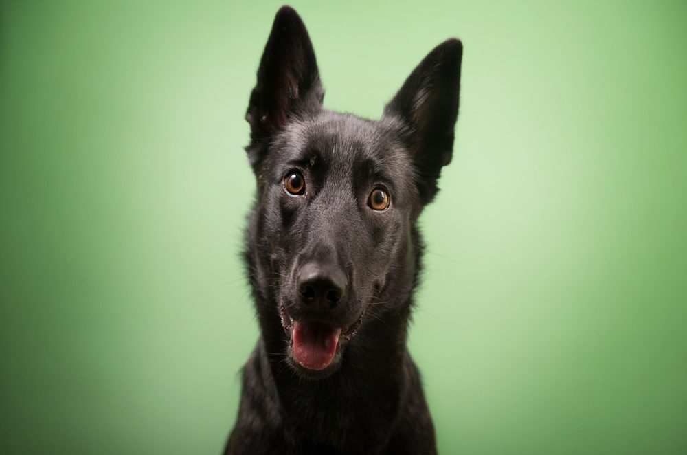 closeup of greyador face