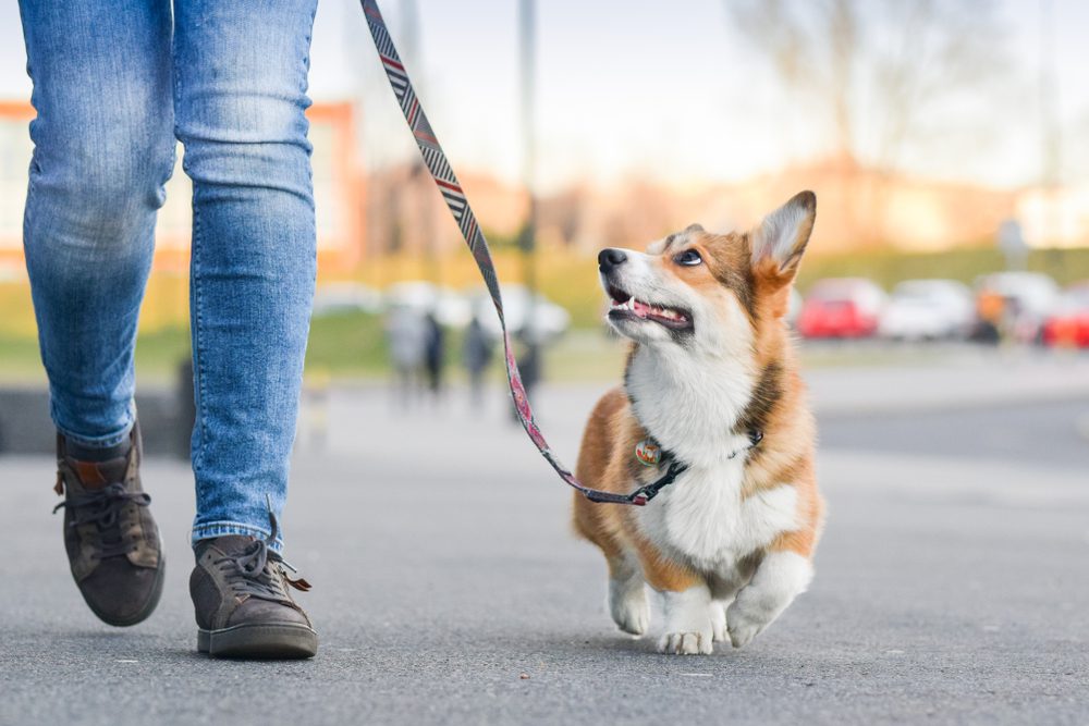 corgi dog walking on leash