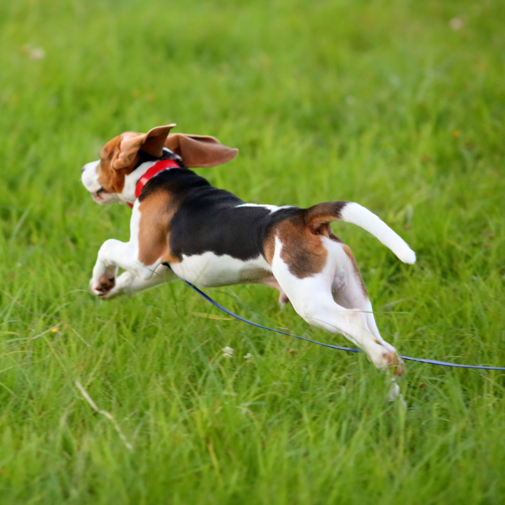 Watch The First Step to Teaching Your Dog the Perfect Send Out