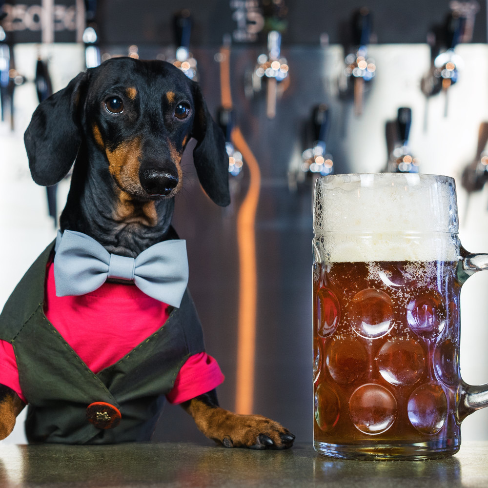 Watch How to Teach Your Dog to Fetch a Beer