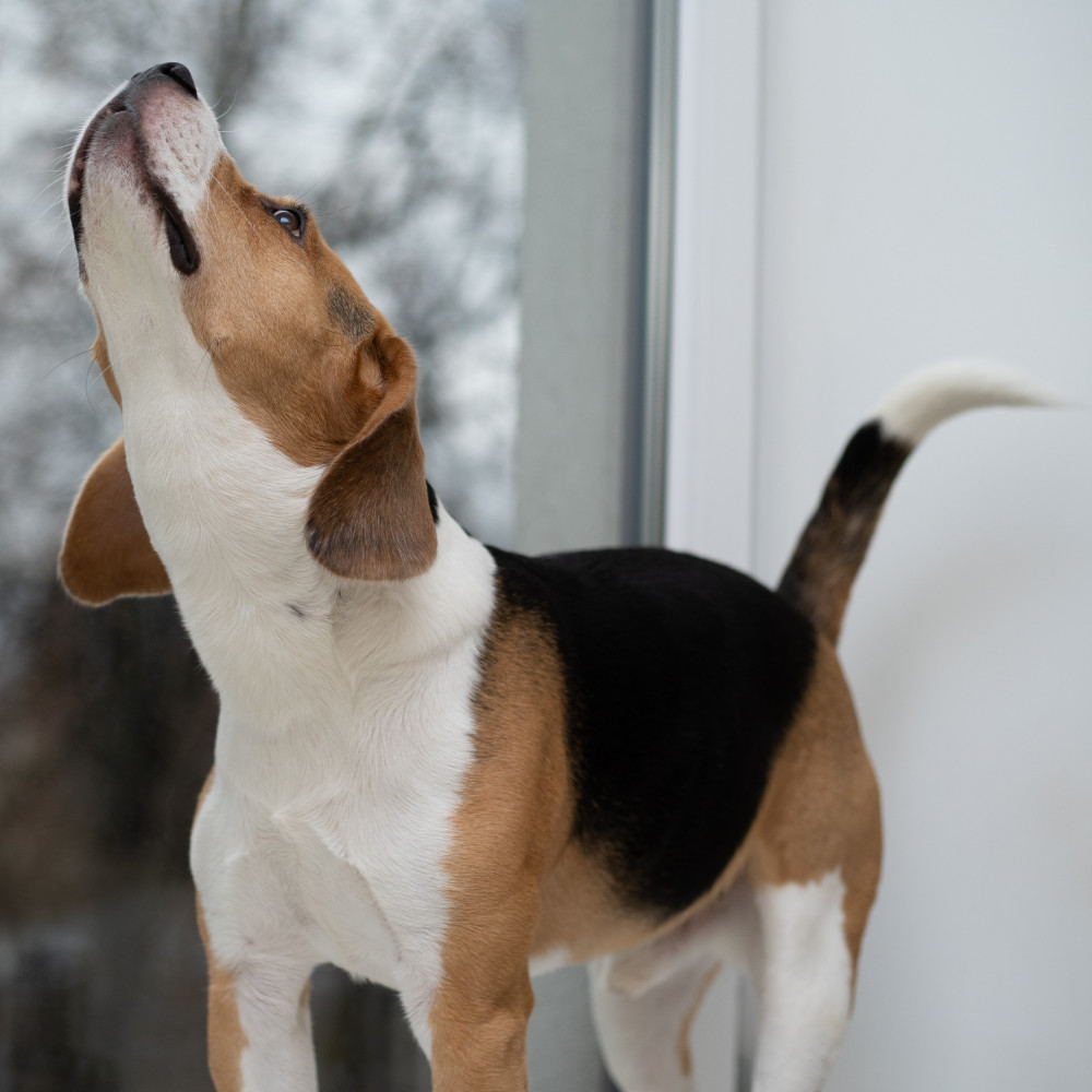 Watch Neck Stretching Exercises for Your Dog