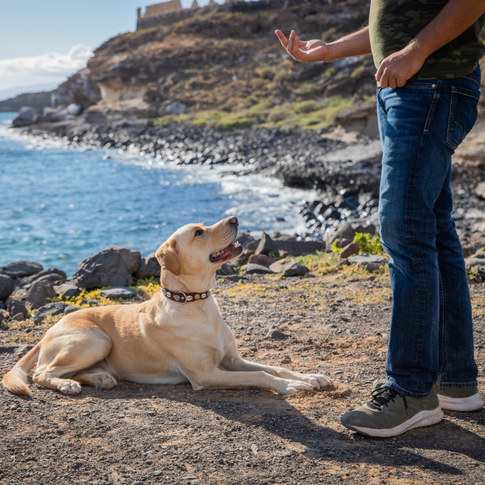 Watch Teach Your Dog Alternative Versions of the "Down" Command