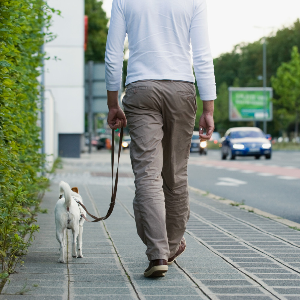 Watch How to Teach Your Dog the Backwards Follow Exercise