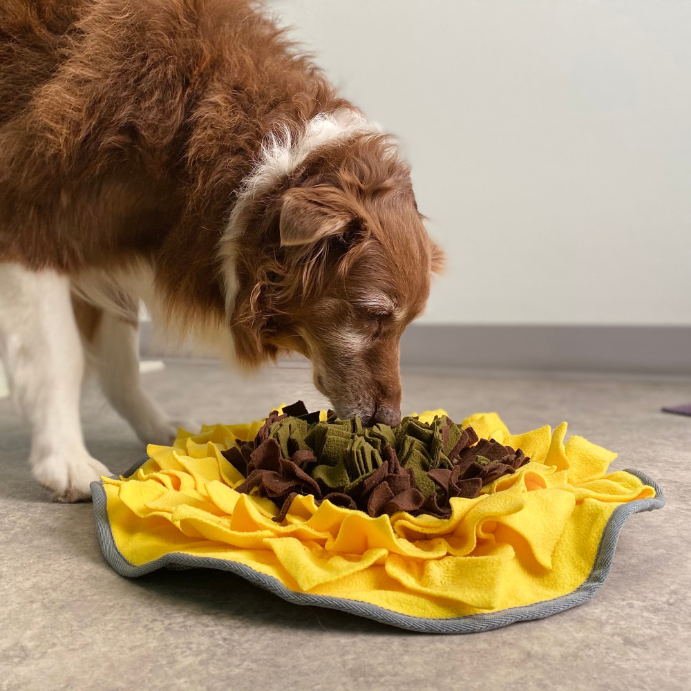 Watch How to Make a Snuffle Mat for Your Dog