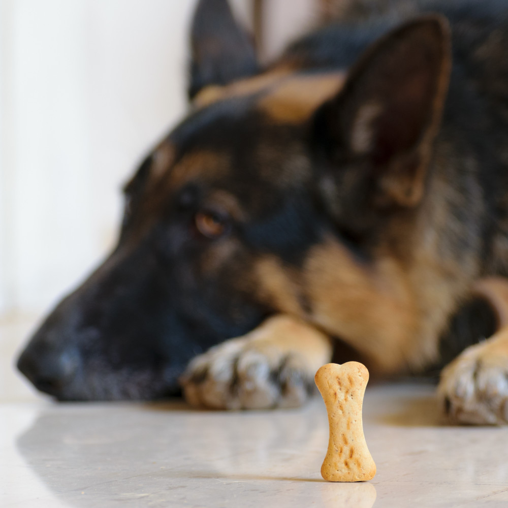 Watch Teach Your Dog an Auto Leave It