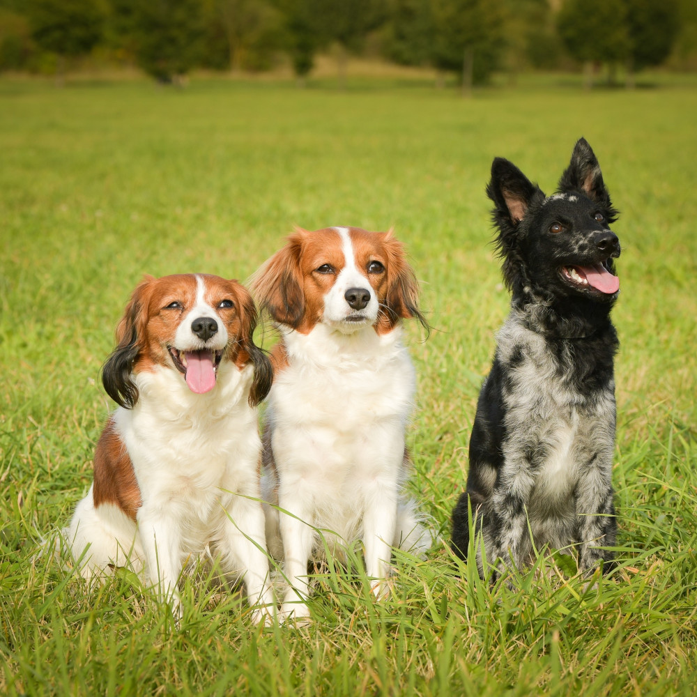 Watch Tips for Training Multiple Dogs at Once