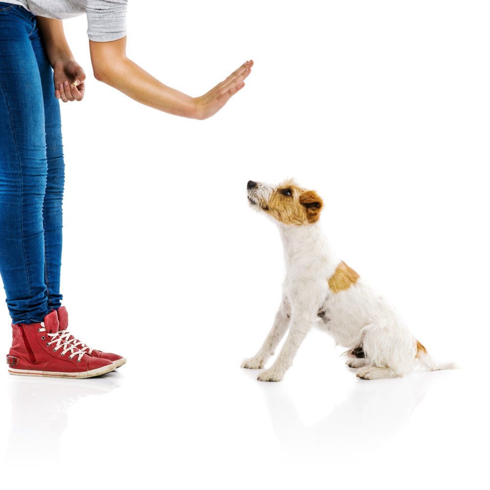 Watch How to Teach Your Dog to Obey Hand Signals from Distance