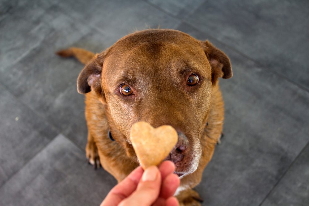 dog being given a treat