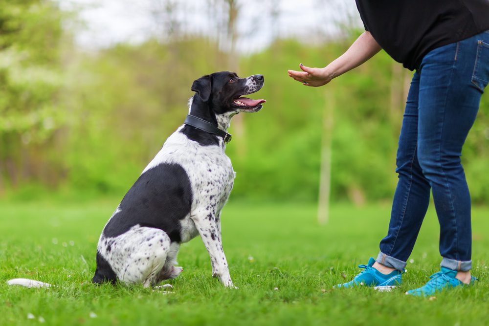 dog being told to sit