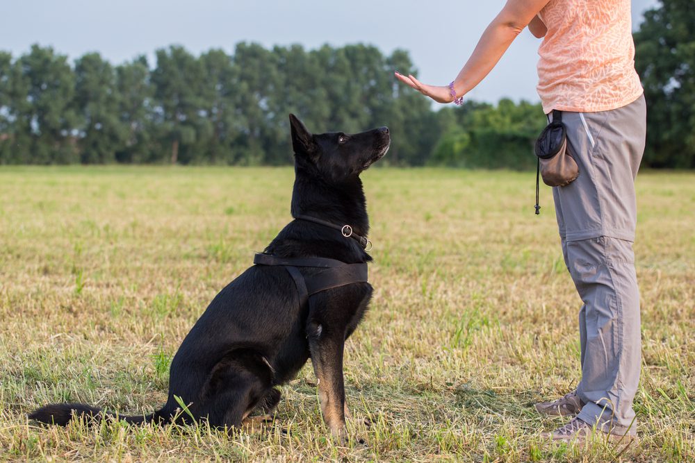 dog being told to sit