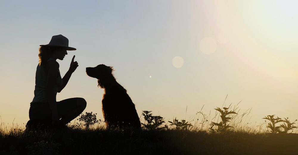 Dog being told to stay