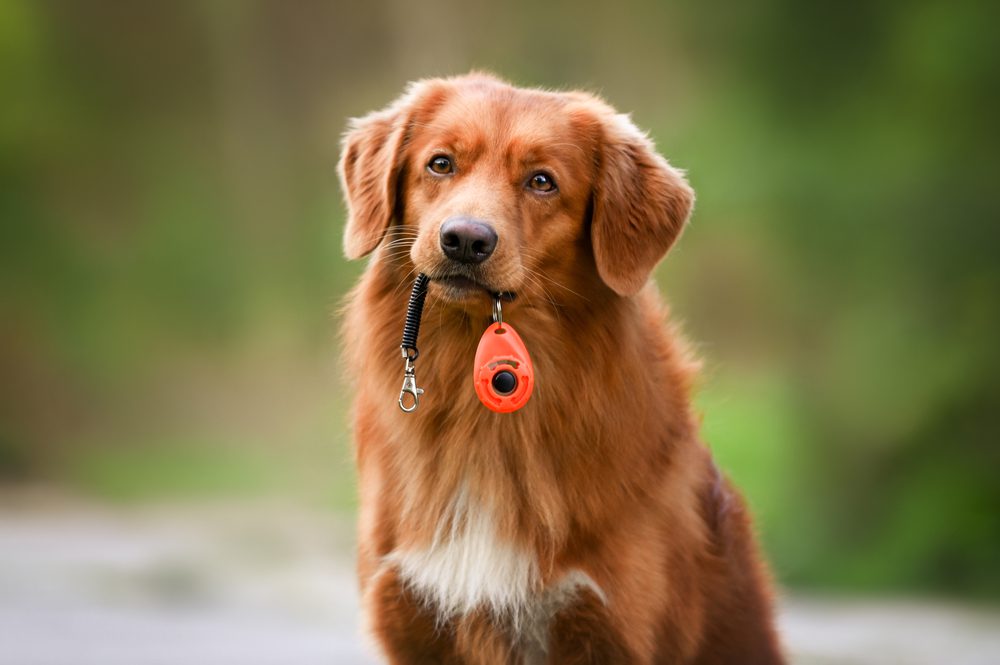 dog holds clicker in its mouth