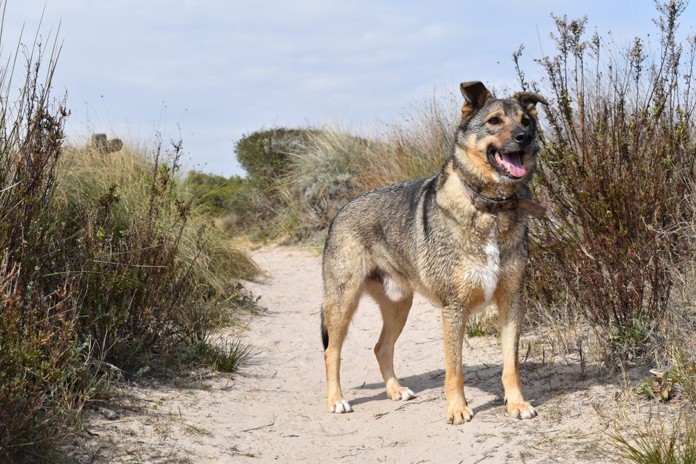 dog standing on salinas park sand