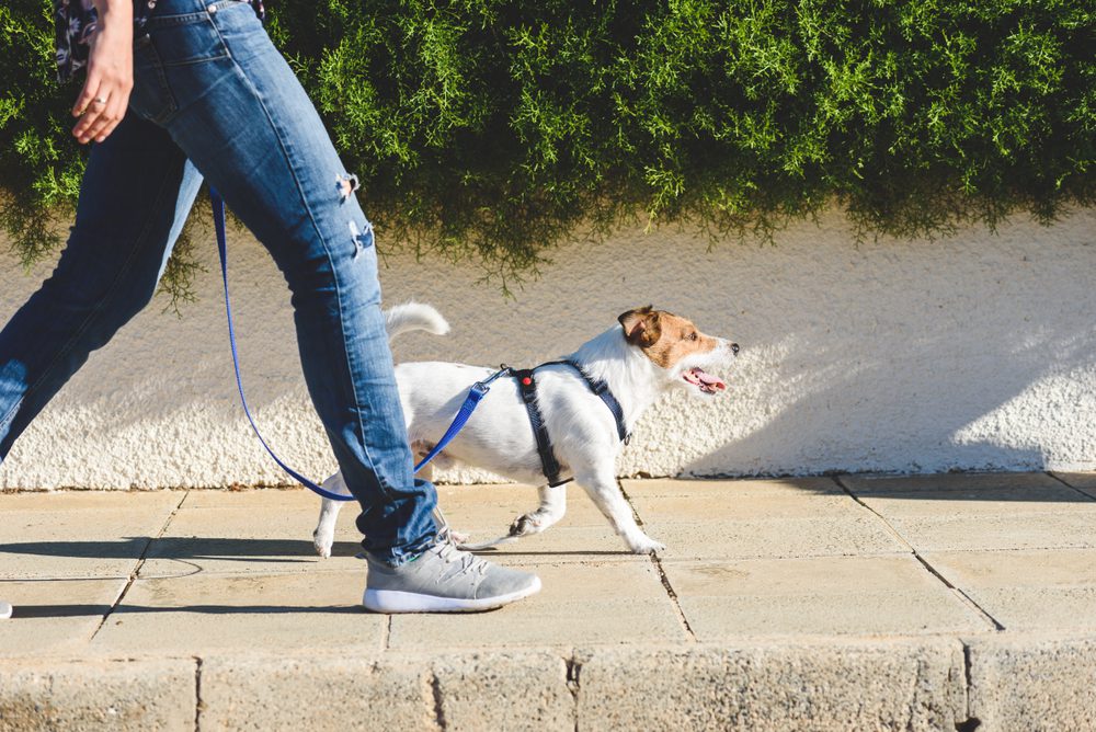 dog walking on a leash