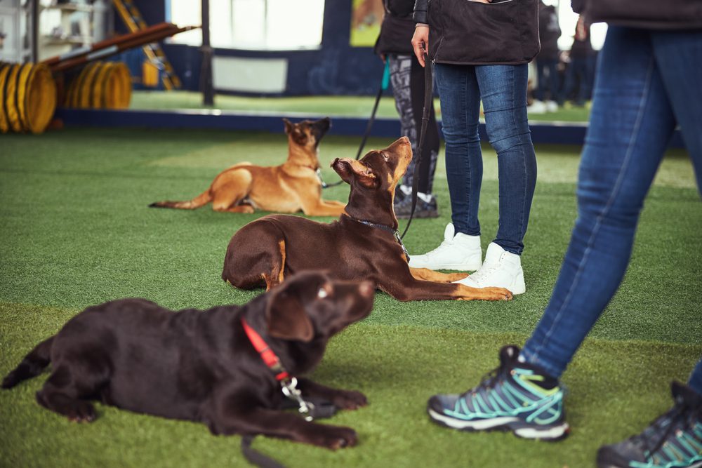 dogs being trained in a group