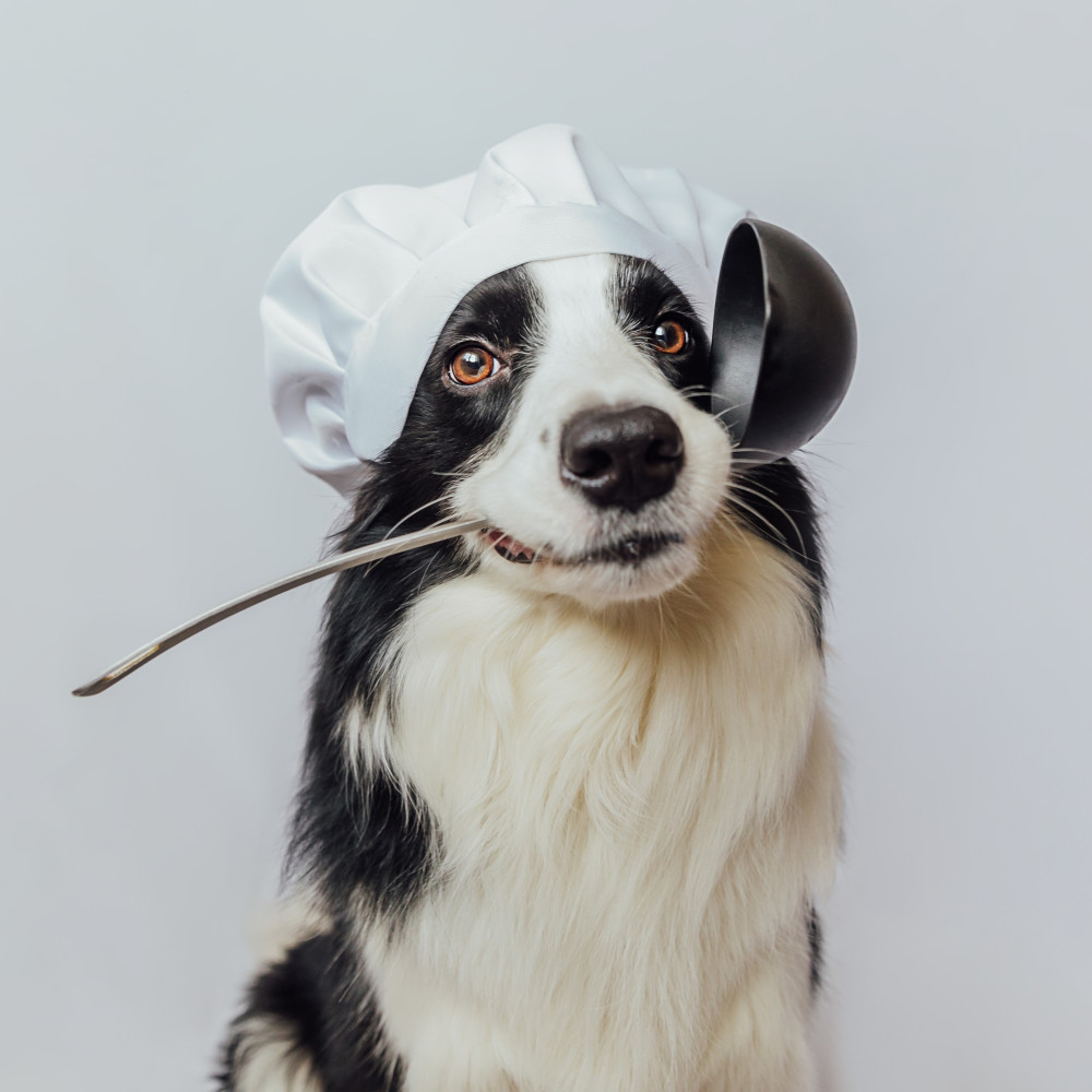 Watch Making a Gourmet Dinner for Your Dog