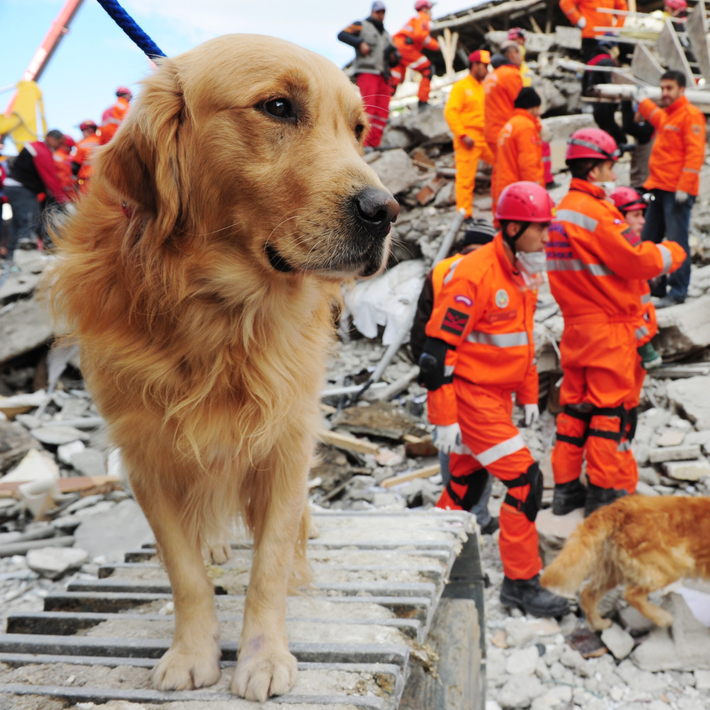 Watch Search and Rescue Dog Training