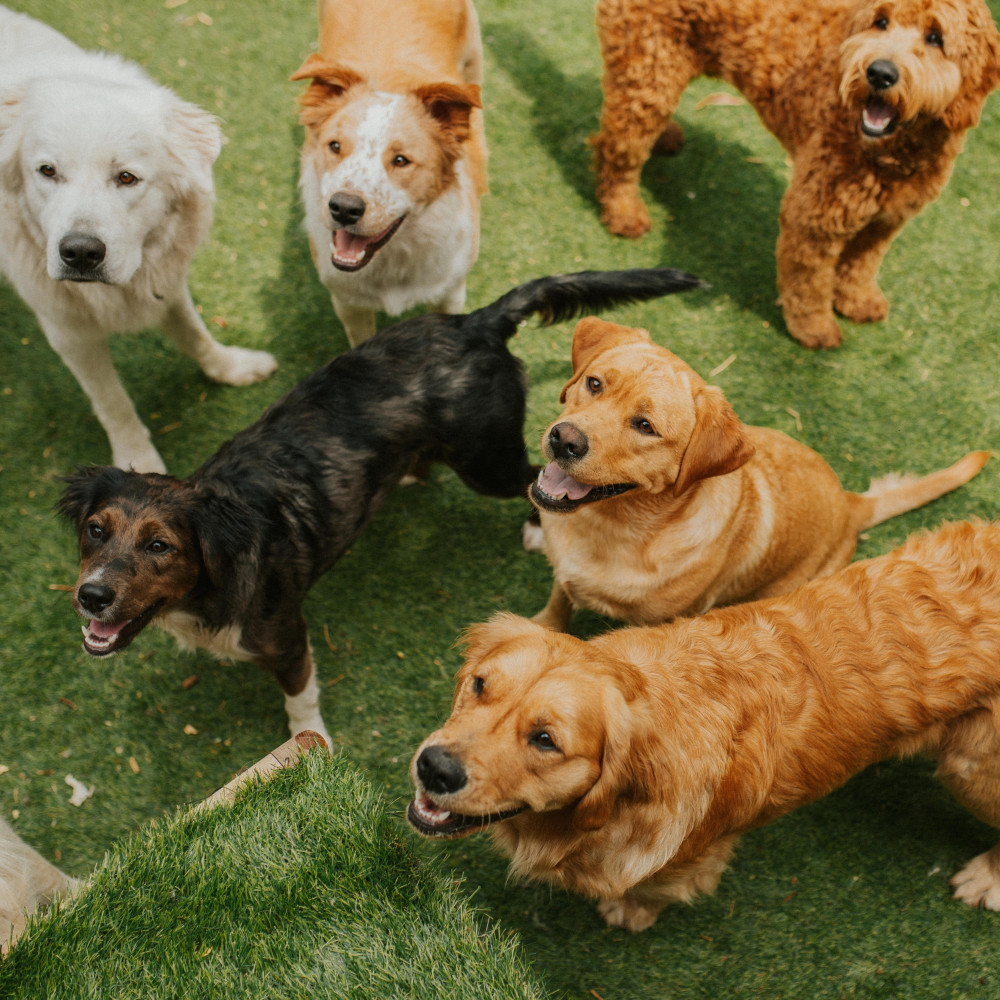 Watch Puppy Confidence Building and Socialization