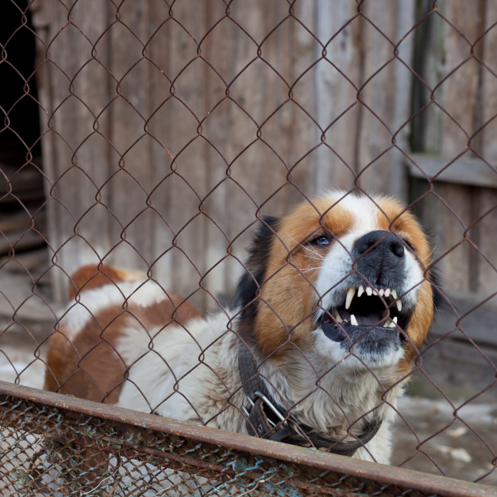 Watch Teach Your Dog to Overcome Barrier Aggression