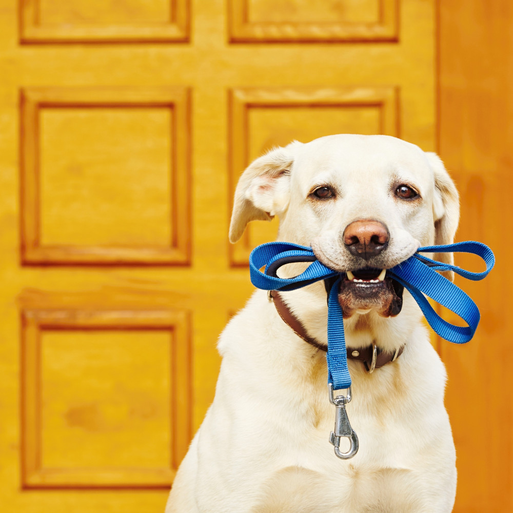 Watch Brain Games for Dogs - Enrichment Sniffy Walk