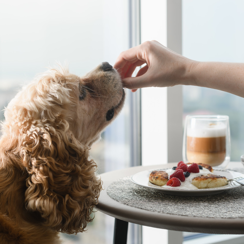 Watch Quick Breakfast Recipe for Dogs