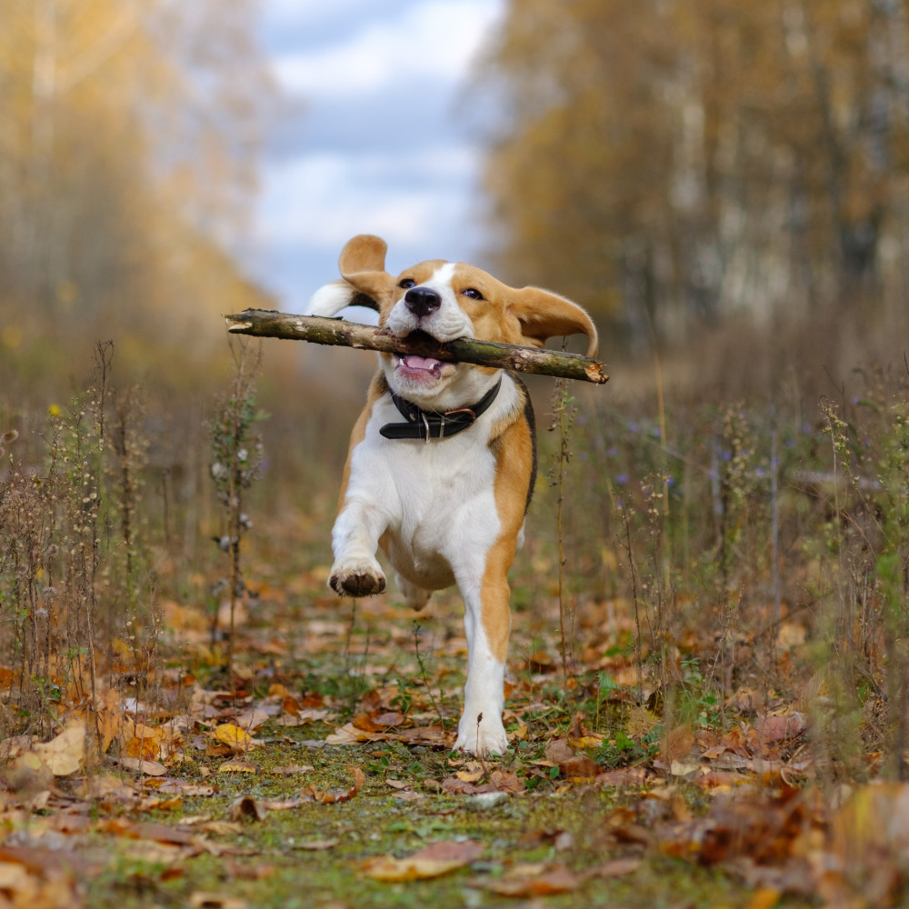 Watch Train Your Dog to Obey the "Stick Jump" Command