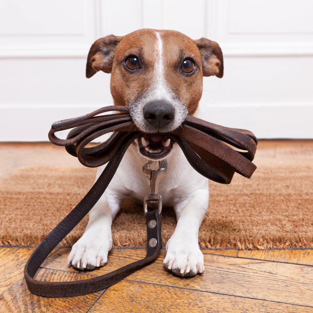 Watch Say Goodbye to Leash Pulling with These Tricks