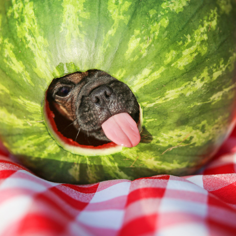 Watch Deluxe Watermelon Food Platter for Dogs