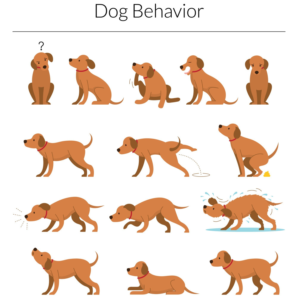 Watch How to Train Your Dog to Perform Any Behavior