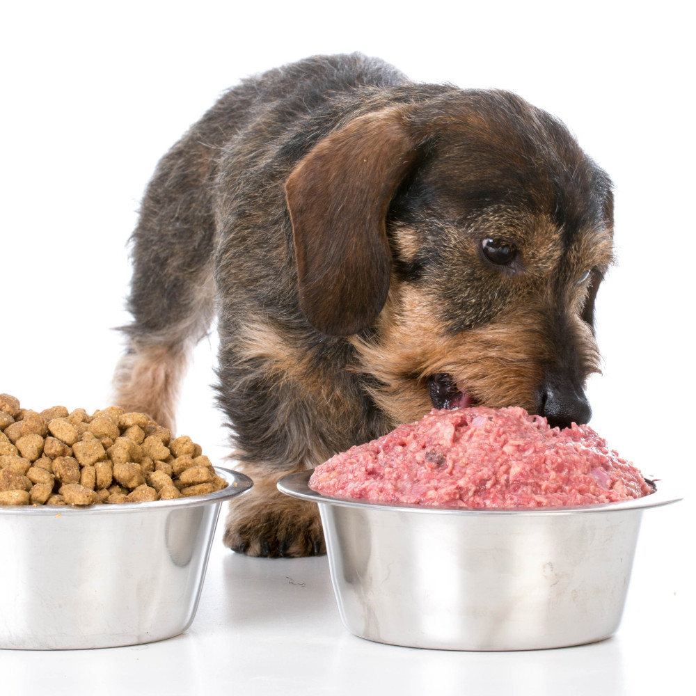 Watch 5 Simple Tips for Raw Feeding Your Puppy