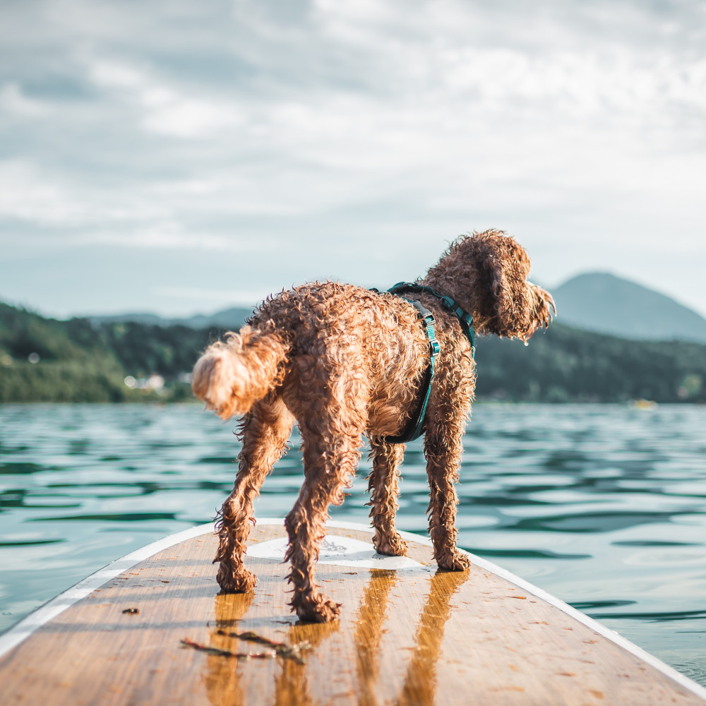 Watch How to Train Your Dog to Paddle Board with You