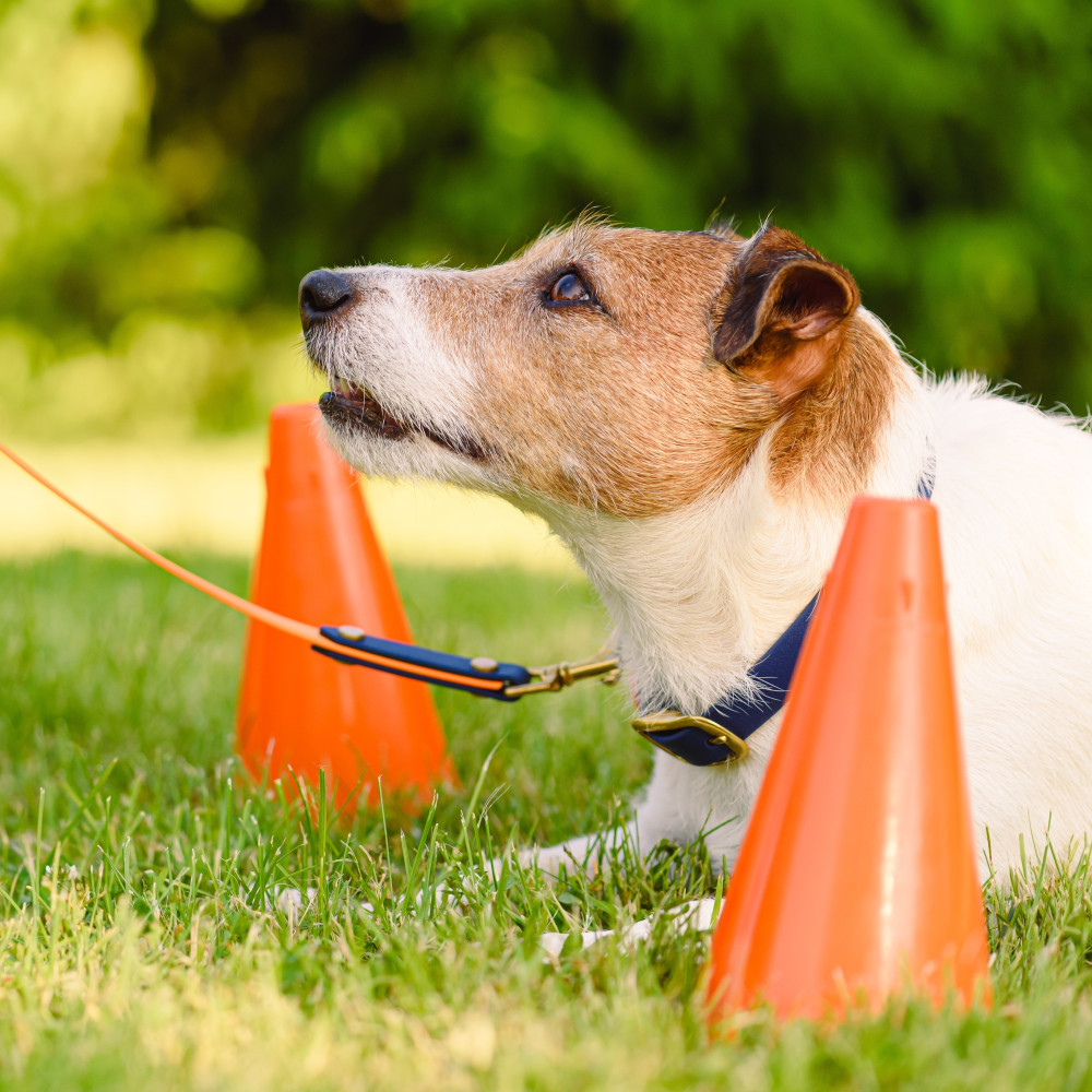 Watch Training Your Dog to Listen: The Fundamentals of Focus