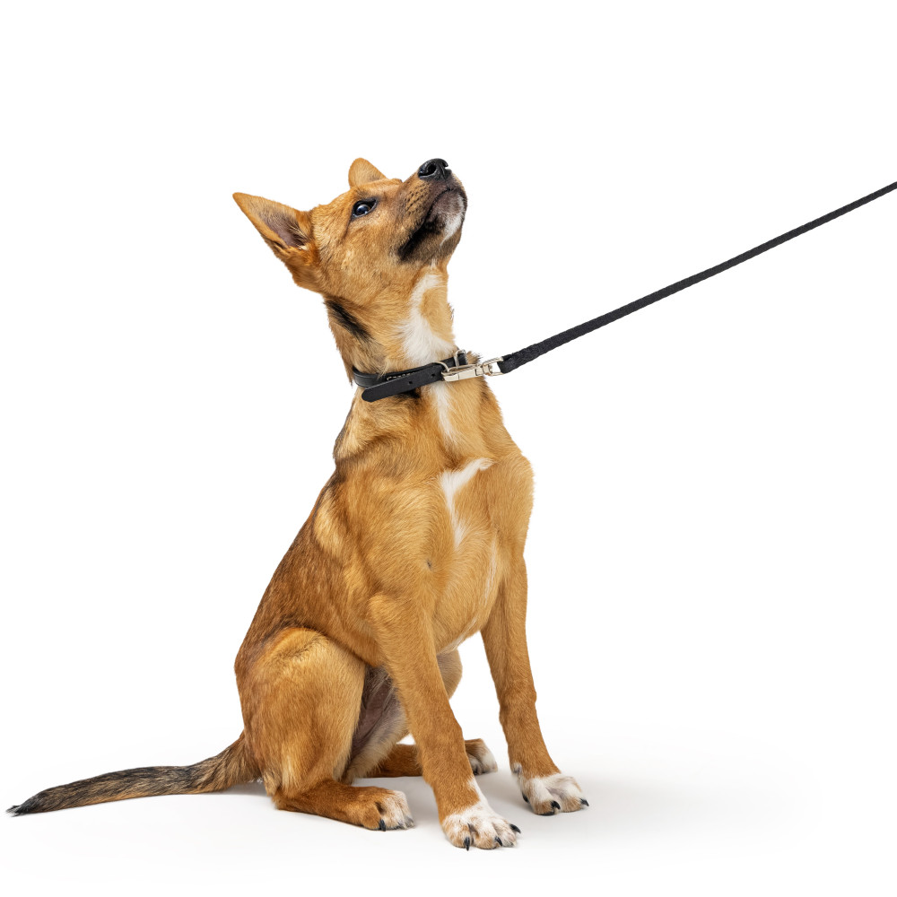 Watch How to Use a Leash to Stop 90% of Unwanted Behaviors