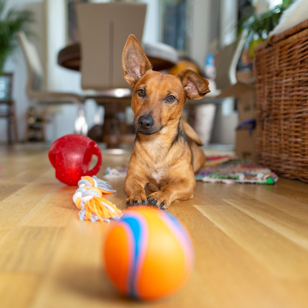 Watch Teach Your Puppy Impulse Control