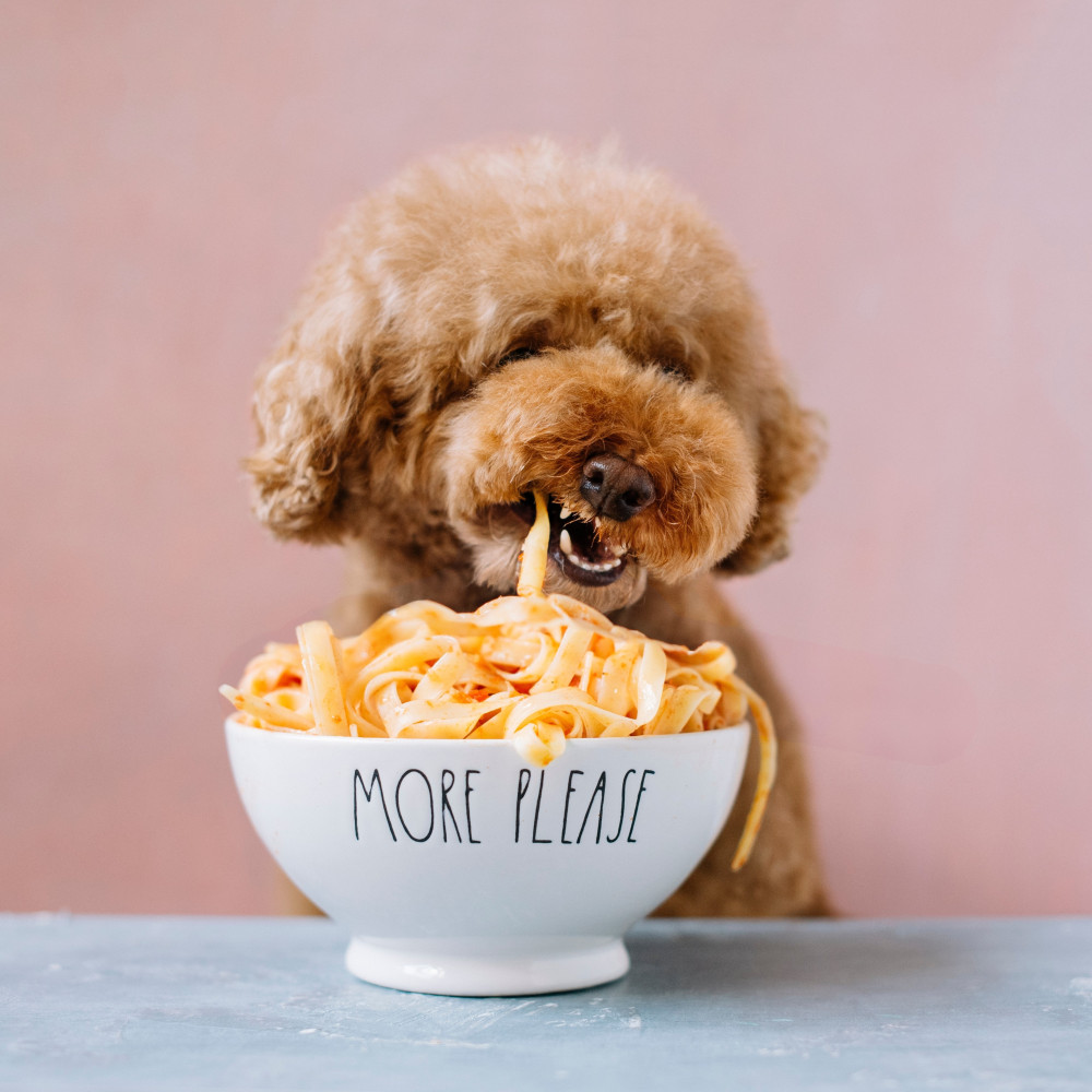 Watch Puppy Pasta Recipe (Part 1)