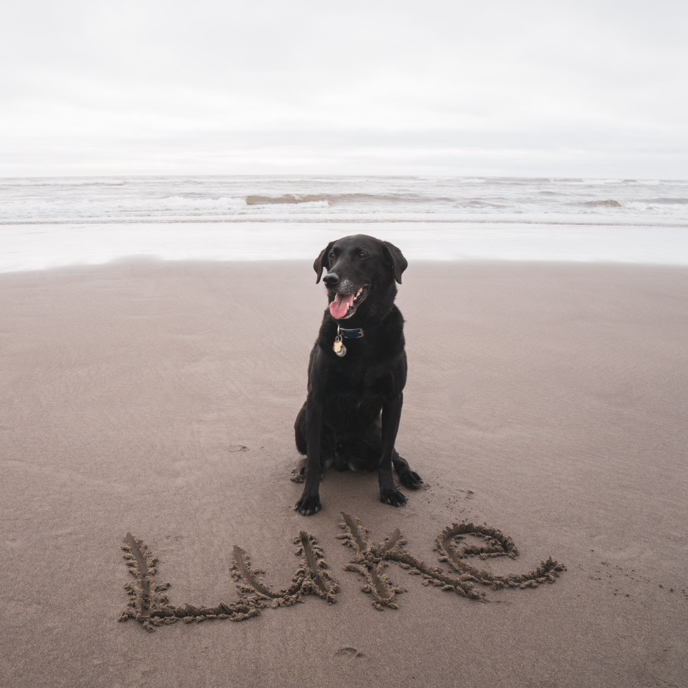 Watch How to Teach Your Dog Their Name